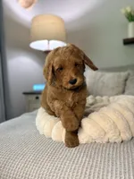 Honey, a female Goldendoodle for sale in Gainesville, FL – 6 of 8