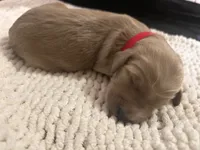 Murphy, a male Goldendoodle for sale in Trenton, FL – 3 of 3