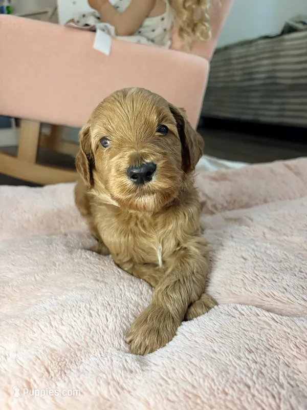 Toby – Goldendoodle puppy for sale in Trenton, FL