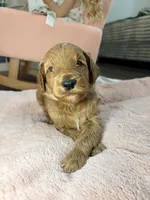 Toby, a male Goldendoodle for sale in Gainesville, FL – 2 of 6