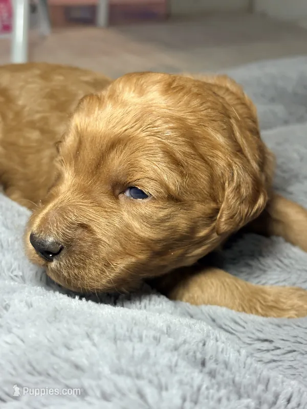 Honey – Goldendoodle puppy for sale in Trenton, FL