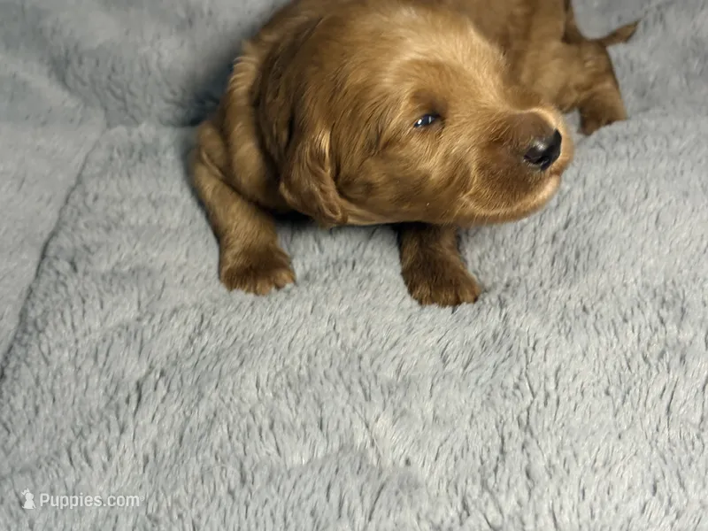 Toby – Goldendoodle puppy for sale in Trenton, FL