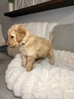 Penny, a female Goldendoodle for sale in Gainesville, FL – 10 of 10