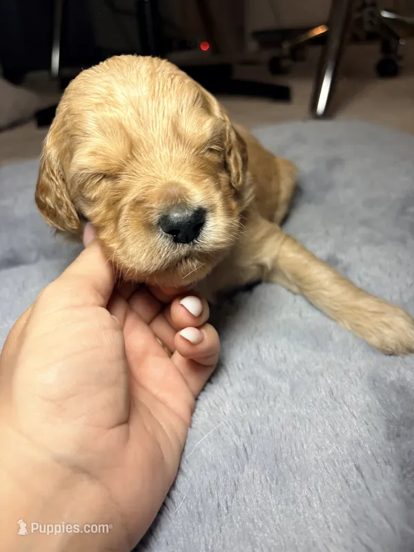 Ollie – Goldendoodle puppy for sale in Trenton, FL