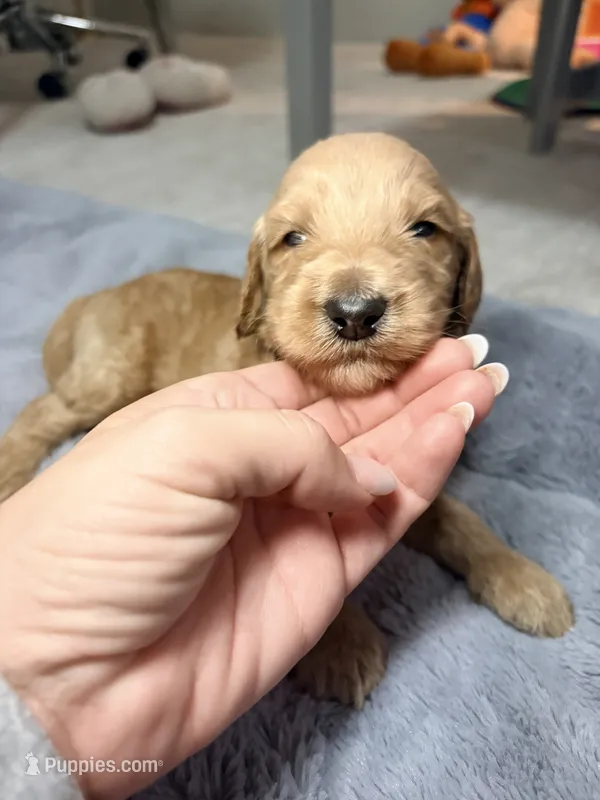 Milo – Goldendoodle puppy for sale in Trenton, FL