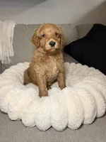 Honey, a female Goldendoodle for sale in Gainesville, FL – 4 of 6