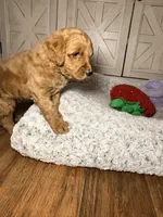 Honey, a female Goldendoodle for sale in Gainesville, FL – 3 of 6