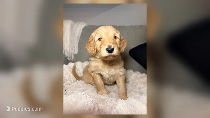 Murphy – Goldendoodle puppy for sale in Gainesville, FL