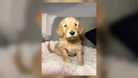 Murphy, a male Goldendoodle for sale in Gainesville, FL – 1 of 10
