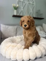 Honey, a female Goldendoodle for sale in Gainesville, FL – 5 of 8