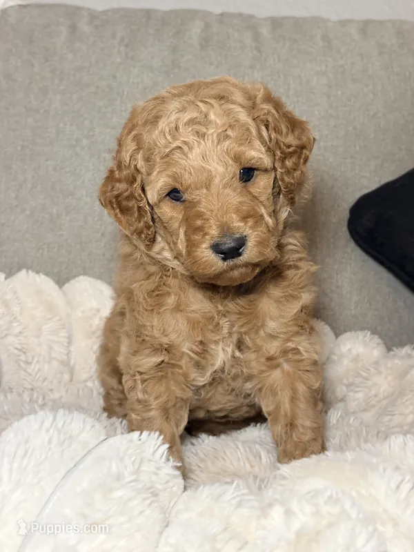 Millie – Goldendoodle puppy for sale in Trenton, FL