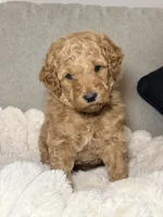 Millie, a female Goldendoodle for sale in Gainesville, FL – 2 of 9