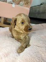 Toby, a male Goldendoodle for sale in Gainesville, FL – 4 of 6
