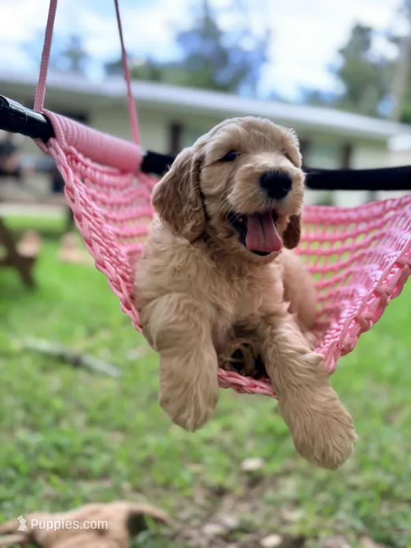 Murphy – Goldendoodle puppy for sale in Gainesville, FL
