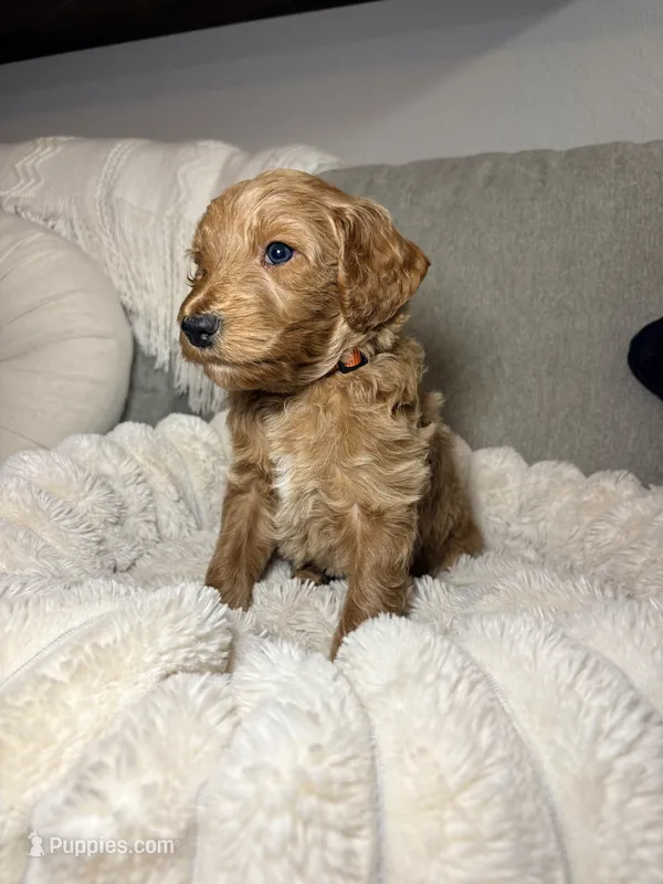 Winton – Goldendoodle puppy for sale in Trenton, FL