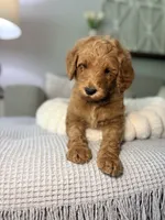 Honey, a female Goldendoodle for sale in Gainesville, FL – 7 of 8