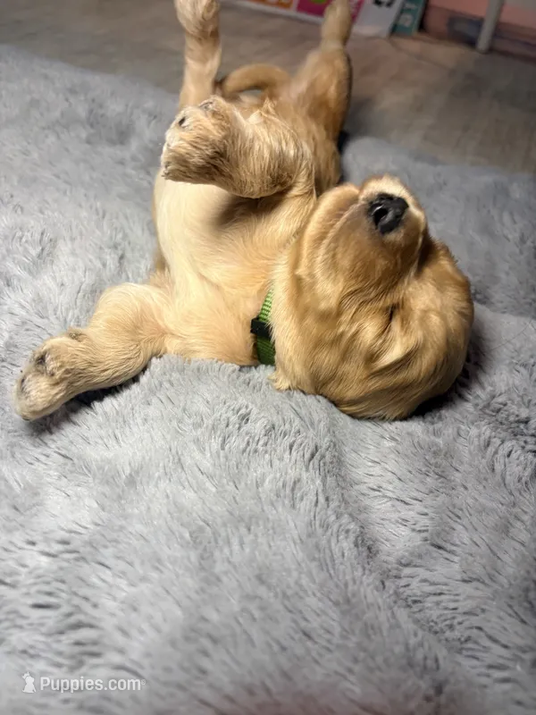 Ollie – Goldendoodle puppy for sale in Trenton, FL