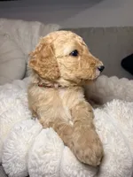 Penny, a female Goldendoodle for sale in Gainesville, FL – 4 of 10