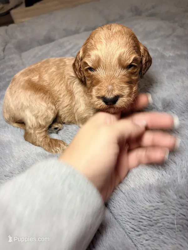 Winton – Goldendoodle puppy for sale in Trenton, FL