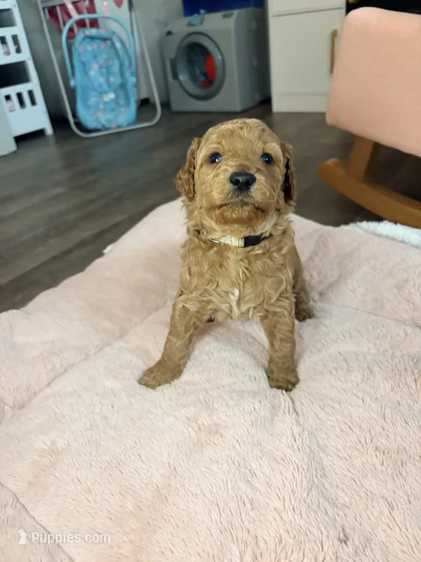 Millie – Goldendoodle puppy for sale in Trenton, FL
