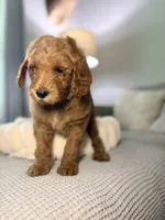 Honey, a female Goldendoodle for sale in Gainesville, FL – 2 of 8