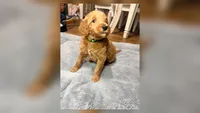 Toby, a male Goldendoodle for sale in Gainesville, FL – 1 of 6