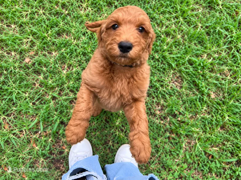 Honey – Goldendoodle puppy for sale in Gainesville, FL