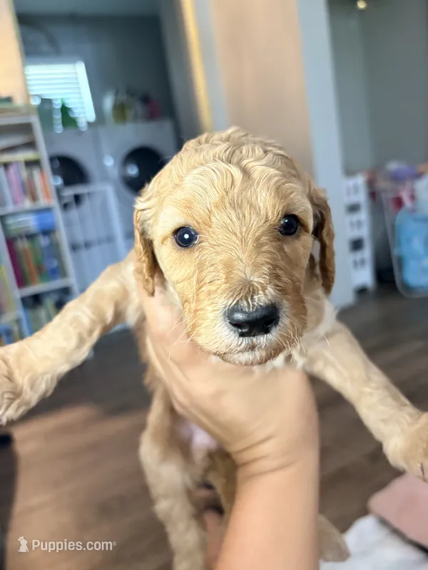 Penny – Goldendoodle puppy for sale in Trenton, FL