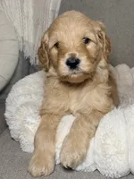 Ollie, a male Goldendoodle for sale in Gainesville, FL – 5 of 5