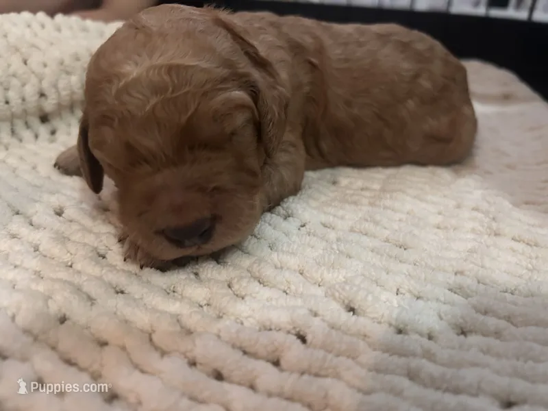Light blue – Goldendoodle puppy for sale in Trenton, FL