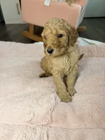 Moose, a male Goldendoodle for sale in Trenton, FL – 2 of 3
