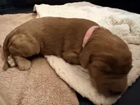 Light Pink, a female Goldendoodle for sale in Trenton, FL – 5 of 5