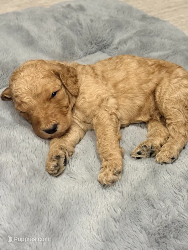 Moose – Goldendoodle puppy for sale in Trenton, FL
