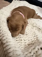 Light Pink, a female Goldendoodle for sale in Trenton, FL – 2 of 5