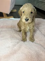Milo, a male Goldendoodle for sale in Gainesville, FL – 2 of 9