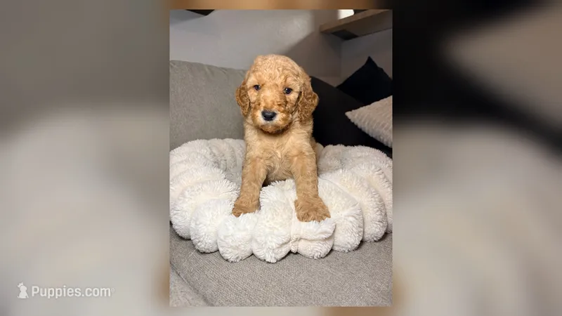 Moose – Goldendoodle puppy on hold in Gainesville, FL