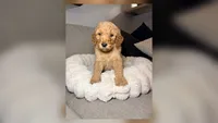 Moose, a male Goldendoodle for sale in Gainesville, FL – 1 of 4