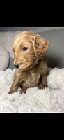Winton, a male Goldendoodle for sale in Gainesville, FL – 2 of 9