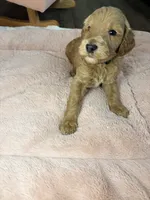 Milo, a male Goldendoodle for sale in Gainesville, FL – 5 of 9