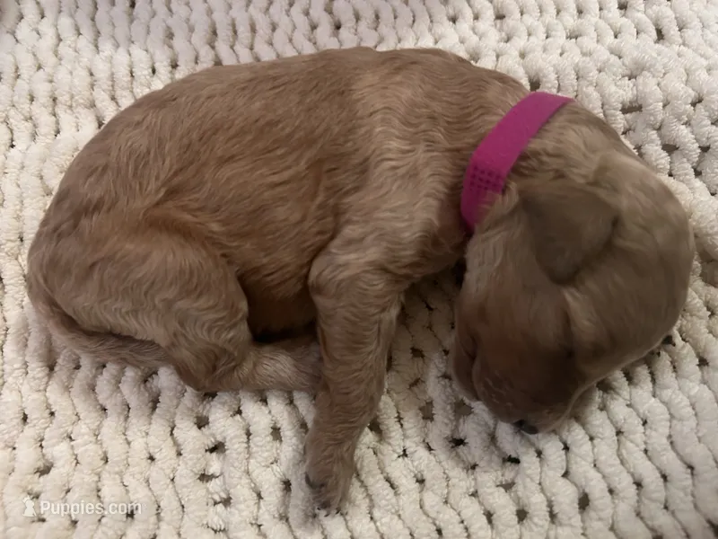 Penny – Goldendoodle puppy for sale in Trenton, FL