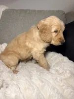 Murphy, a male Goldendoodle for sale in Gainesville, FL – 4 of 10