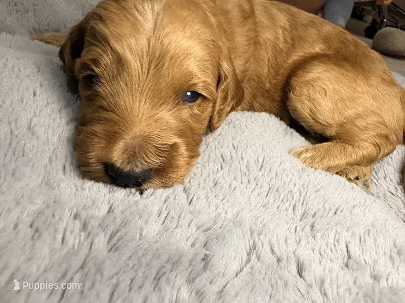 Toby – Goldendoodle puppy for sale in Trenton, FL