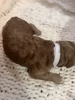 White , a female Goldendoodle for sale in Trenton, FL – 5 of 5