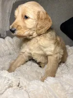 Murphy, a male Goldendoodle for sale in Gainesville, FL – 3 of 10