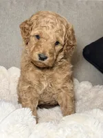 Millie, a female Goldendoodle for sale in Gainesville, FL – 4 of 9