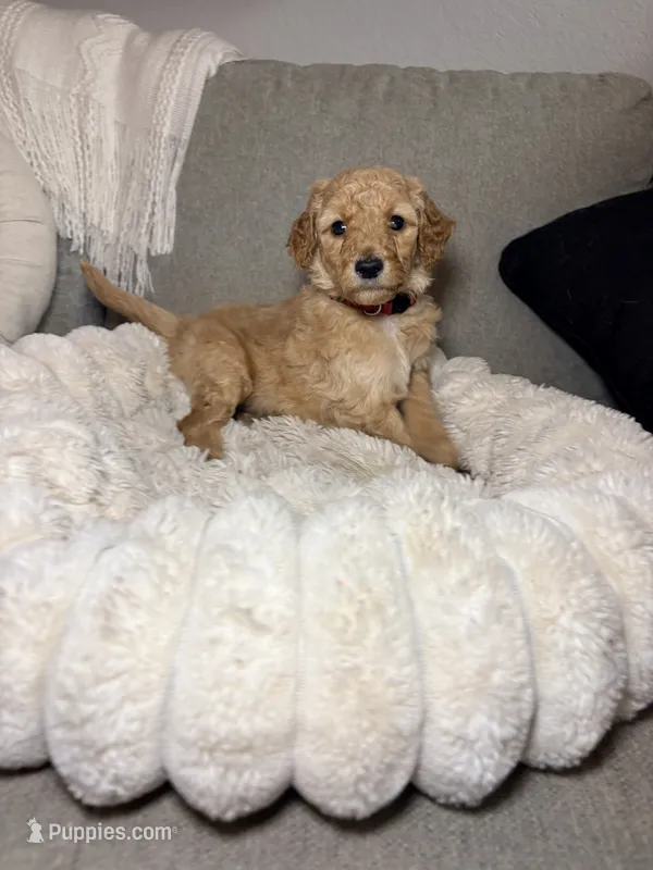 Penny – Goldendoodle puppy for sale in Trenton, FL