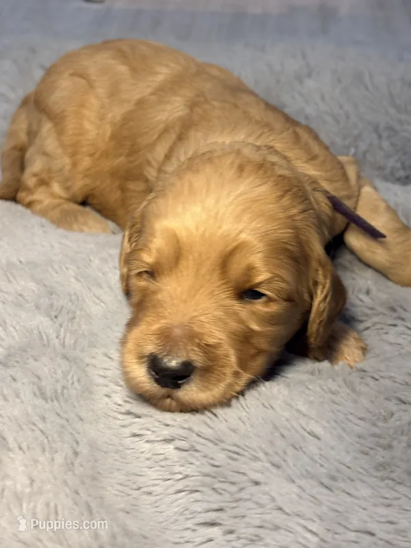 Chloe – Goldendoodle puppy for sale in Trenton, FL