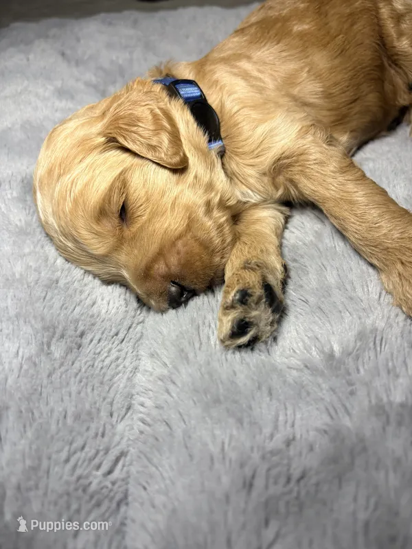 Milo – Goldendoodle puppy for sale in Trenton, FL