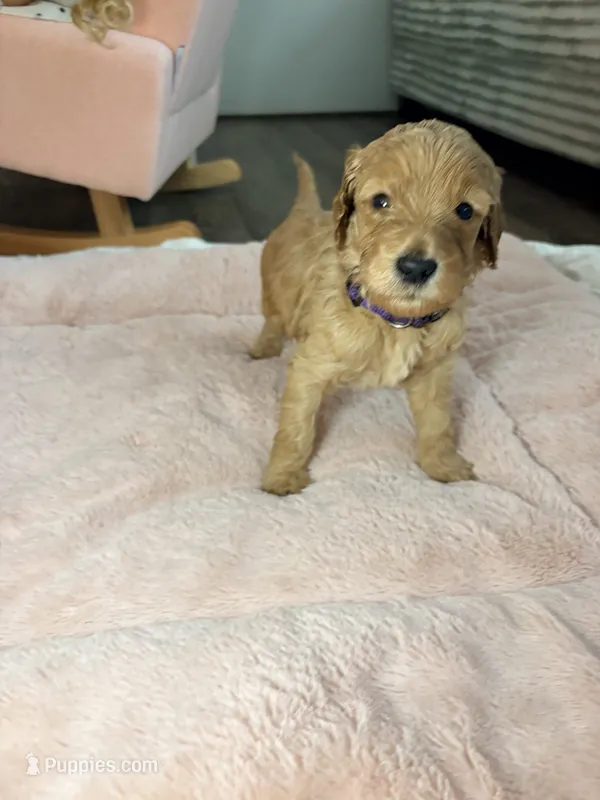 Chloe – Goldendoodle puppy for sale in Trenton, FL
