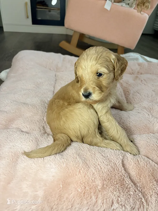 Ollie – Goldendoodle puppy for sale in Trenton, FL